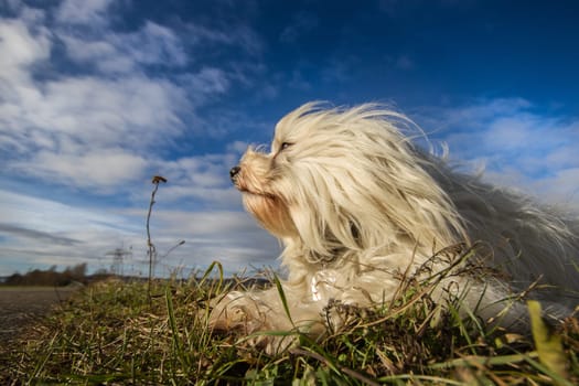 A Havanese lies in the meadow and enjoys the winter sun and looks into the distance. In the background a beautiful blue sky with a few clouds.
