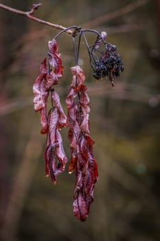 Cold dead leaves and a few rotten fruits. The leaves are moist and slightly red.