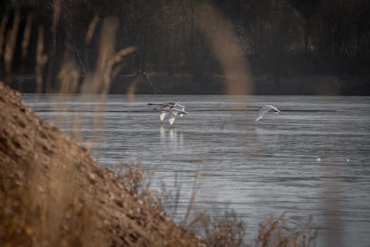 Three swans flying in formation fly over a lake in the foreground a hill and in the background the other shore.