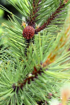 pine