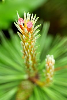 pine