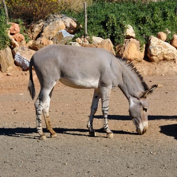 African somali wild ass with zebra stripes on the legs. Endangered animal, high risk of extinction in the wild.