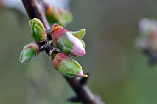 Almond tree with flower buds in February. End of winter beginning of spring.
