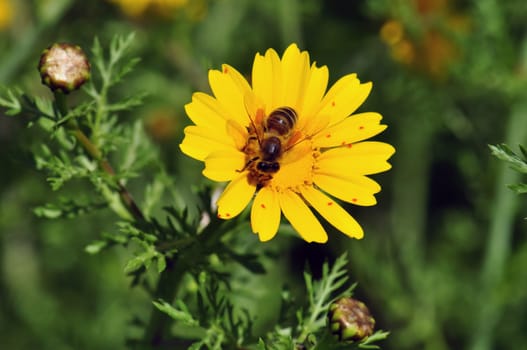 Bee on blooming wildflower. Spring nature background.