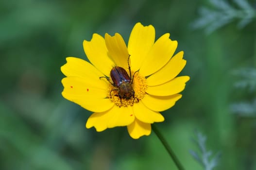 Beetle and tiny red velvet mites on yellow blooming flower. Spring season.