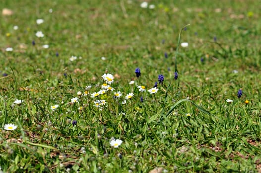 Wild flowers and blooming daisies among green grass. Spring background.