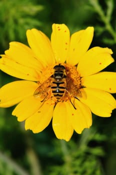 Bee collecting nectar wings covered with pollen grains. Flower pollination process.