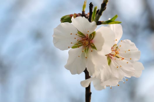 Almond tree branch macro buds and blooming flowers in the spring. Selective focus.