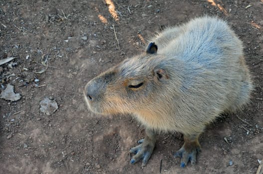 Closeup of capybara animal the largest rodent in the world.