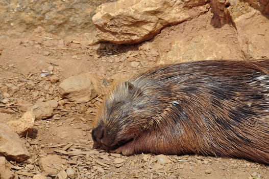 Indian crested porcupine resting on a hot sunny day. Sleeping animal.