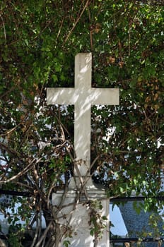 Marble cross old tombstone and sunlight through overgrown plant branches.