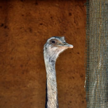 Greater rhea flightless bird head closeup. Animal portrait.