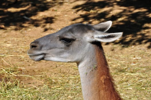 Guanaco lama guanicoe camelid animalhead closeup.