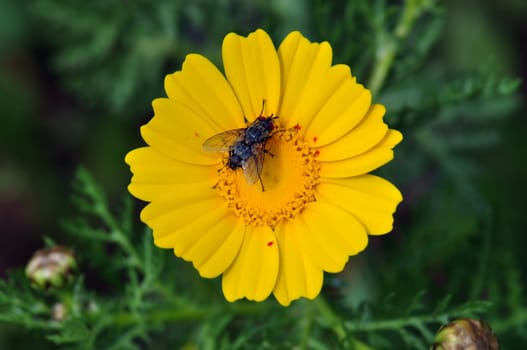 Black fly on a yellow flower. Spring nature background.