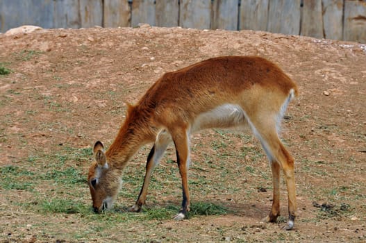 Lechwe brown antelope feeding on grass. Herbivorous animal.