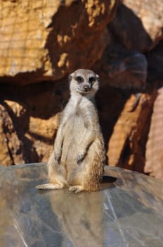 Funny meerkat animal standing on hind legs.