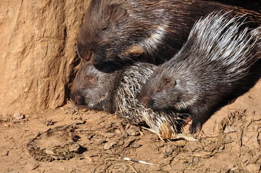 Indian crested porcupine family resting on a hot sunny day.