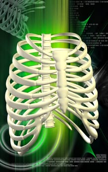Digital illustration of rib cage in colour background