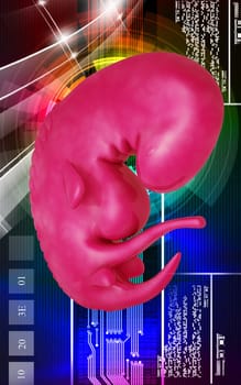 Digital illustration of Embryo in colour background