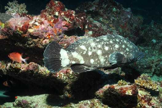 Grouper in the waters of the Maldives