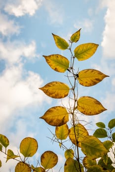 Autumn leafs on a tree at autumn time