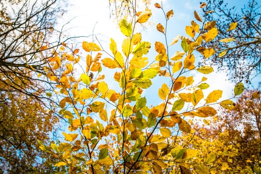 Autumn leafs on a tree at autumn time