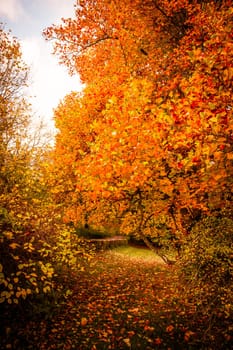 Beautiful autumn landscape in warm colors