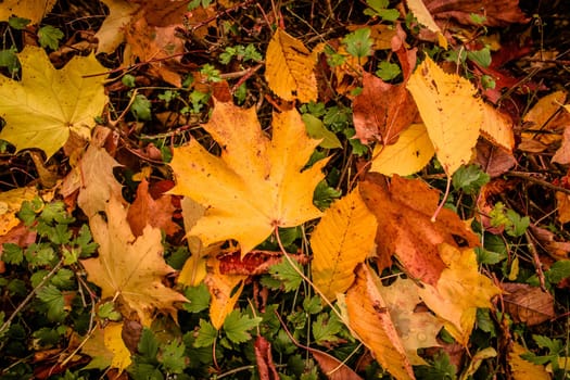 Fallen leaf in grass at autumn time