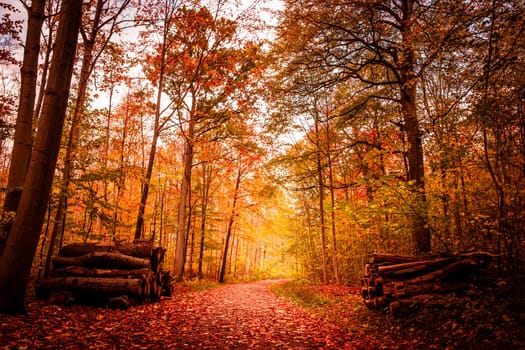 Beautiful autumn landscape in warm colors
