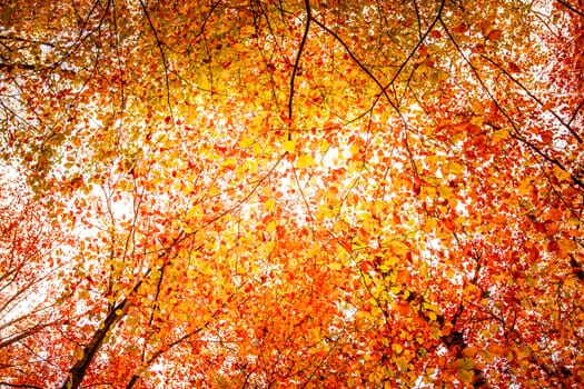 Autumn leafs on a tree at autumn time