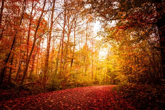 Beautiful autumn landscape in warm colors