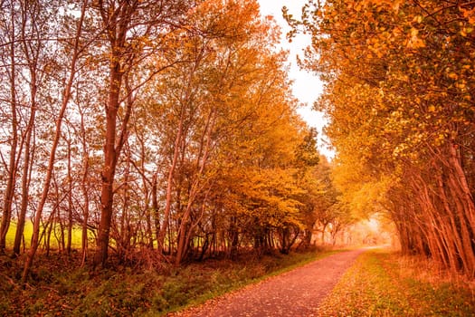 Beautiful autumn landscape in warm colors