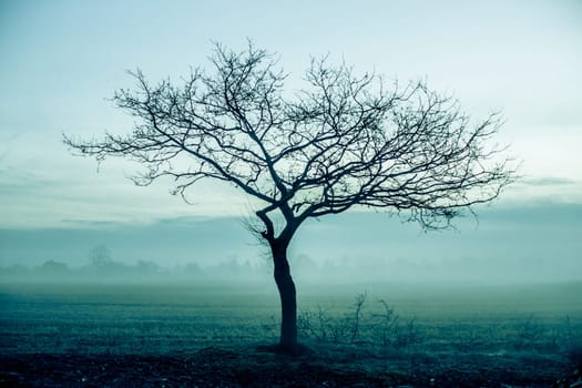 Magical morning mist foliage on a beautiful countryside scenery landscape