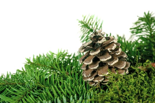 Cone lying on a stack of green pine twigs