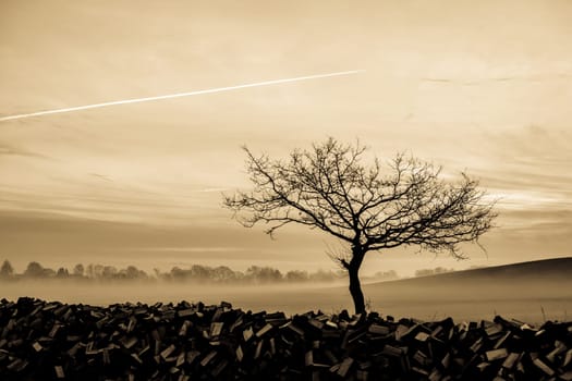 Magical morning mist foliage on a beautiful countryside scenery landscape