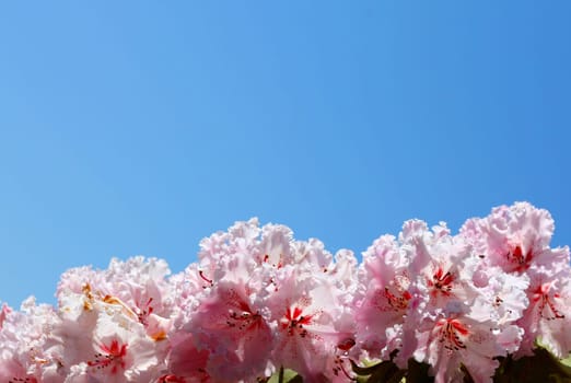 Blue sky background with a lower border of pink rhododendron flowers