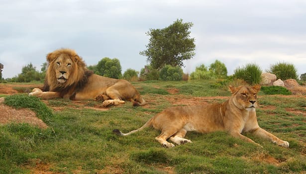 Lion and lioness lying down and resting