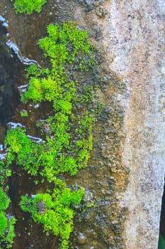 Old wall with moss and various stains, close up