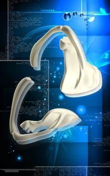 Digital illustration of collar bone in colour background