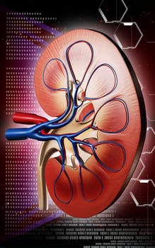 Digital illustration of kidney in colour background