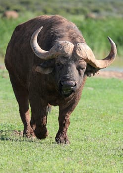 Huge angry and annoyed Cape buffalo bull