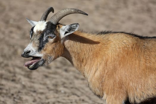 Male billy goat bleating with it s mouth open and showing tongue