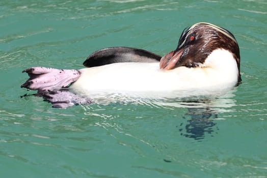 Rockhopper penguin swimming and preening and showing its pink webbed feet