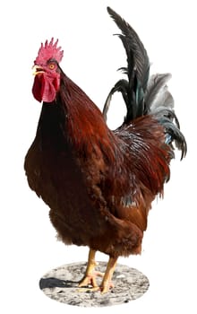 Proud red rooster crowing on the farm isolated on white