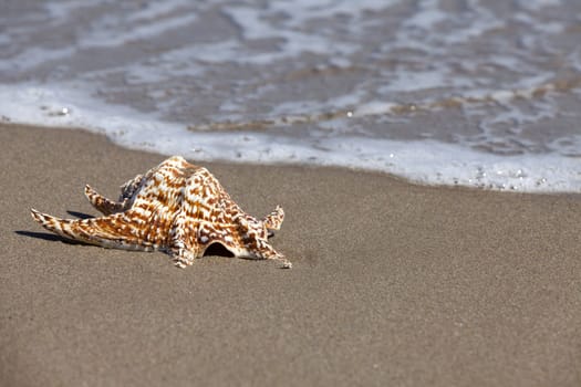 Snail shell of a crab snail on the beach in the background the sea water