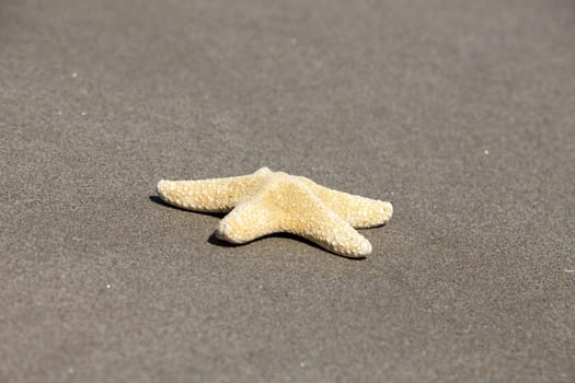 Starfish - Asterias rubens - is located on the sandy beach