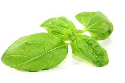 fresh basil against a white background