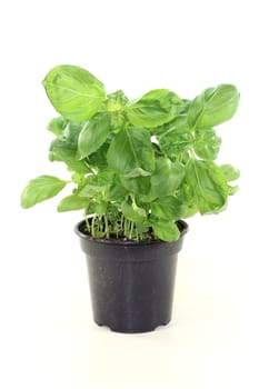 fresh basil against a white background