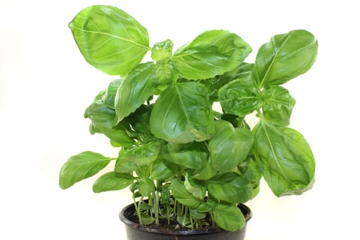 fresh basil against a white background