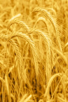 Cereal plants in a crop for the agriculture industry